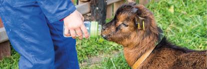 -rotwild-tiere-und-kinder5642