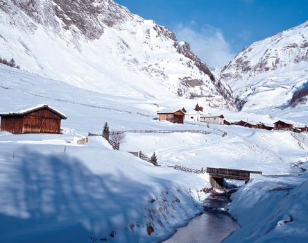 fanealm-winter-02