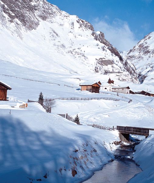 fanealm-winter-02